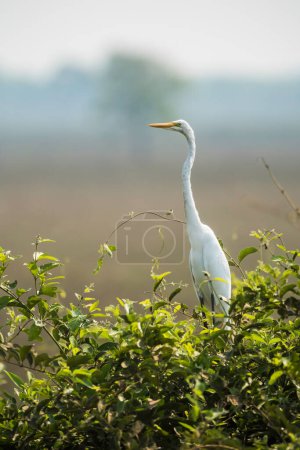 Photo for Egretta alba, Great Egret, Pantanal, Mato Grosso, Brazil. - Royalty Free Image