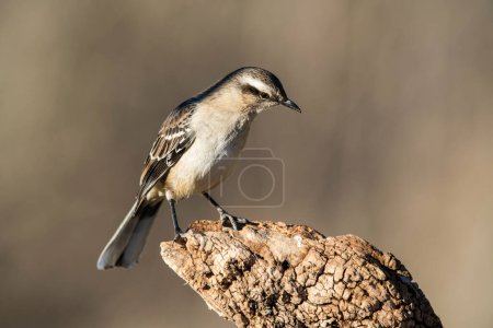 Photo for White banded mokingbird , La Pampa Province,  Patagonia forest, Argentina. - Royalty Free Image