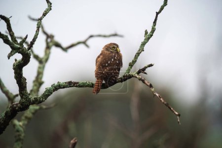 Photo for Ferruginous Pygmy owl, Glaucidium brasilianum, Calden forest, La Pampa Province, Patagonia, Argentina. - Royalty Free Image