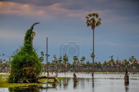 Photo for Palms landscape in La Estrella Marsh, Formosa province, Argentina. - Royalty Free Image
