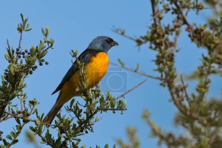 Téléchargez les photos : Tanager bleu et jaune, femelle, Province de La Pampa, Patagonie, Argentine. - en image libre de droit