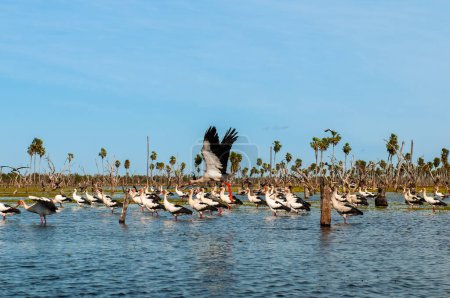 Foto de Manada de cigüeñas Maguari, en ambiente húmedo, La Estrella Marsh, Provincia de Formosa, Argentina. - Imagen libre de derechos