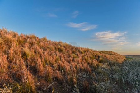 Téléchargez les photos : Paysage d'herbe de Pampas, province de La Pampa, Patagonie, Argentine. - en image libre de droit