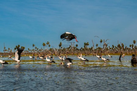 Photo for Maguari Stork flock, in wetland environment, La Estrella Marsh, Formosa Province, Argentina. - Royalty Free Image