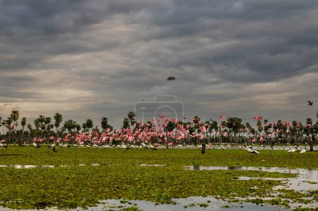 Téléchargez les photos : Cigogne de Maguari (Ciconia maguari) et spatule rose, en milieu humide - en image libre de droit