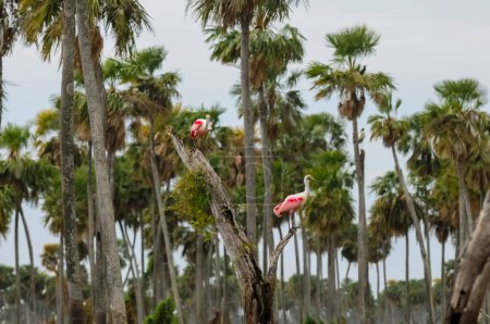 Téléchargez les photos : Bec-de-rose, en milieu humide, Marais La Estrella, Province de Formosa, Argentine. - en image libre de droit
