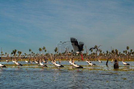 Téléchargez les photos : Troupeau de cigognes de Maguari, en milieu humide, Marais de La Estrella, Province de Formosa, Argentine. - en image libre de droit