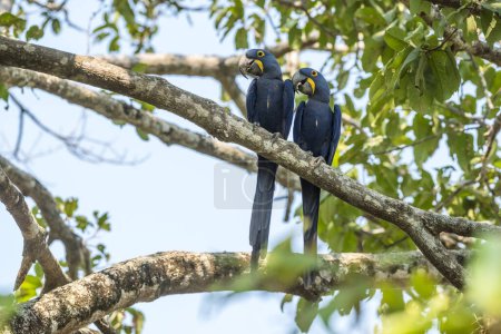Photo for Hyacinth Macaw in  forest environment,Pantanal Forest, Mato Gros - Royalty Free Image