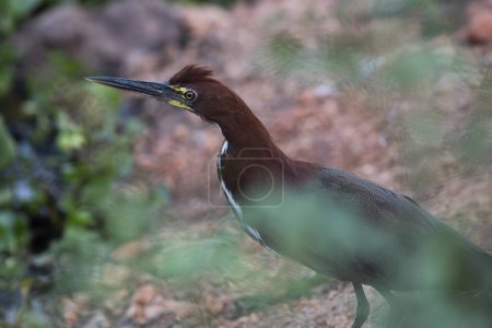 Photo for Rufescent tiger heron in  forest environment,Pantanal Forest, Mato Grosso, Brazil. - Royalty Free Image