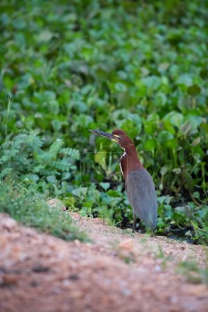 Photo for Rufescent tiger heron in  forest environment,Pantanal Forest, Mato Grosso, Brazil. - Royalty Free Image