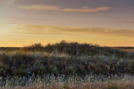 Téléchargez les photos : Paysage d'herbe de Pampas, province de La Pampa, Patagonie, Argentine. - en image libre de droit