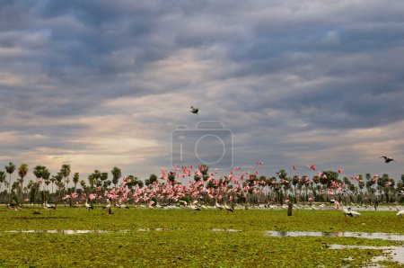 Téléchargez les photos : Cigogne de Maguari (Ciconia maguari) et spatule rose, en milieu humide - en image libre de droit