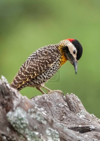 Foto de Green barred Woodpecker in forest environment,  La Pampa province, Patagonia, Argentina. - Imagen libre de derechos