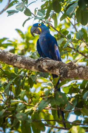 Foto de Guacamayo jacinto en el entorno forestal, Bosque Pantanal, Mato Gros - Imagen libre de derechos