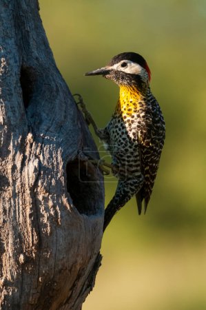 Photo for Green barred Woodpecker in forest environment,  La Pampa province, Patagonia, Argentina. - Royalty Free Image