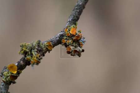 Photo for Lichens attached to a tree branch, La Pampa Province, Patagonia, Argentina. - Royalty Free Image