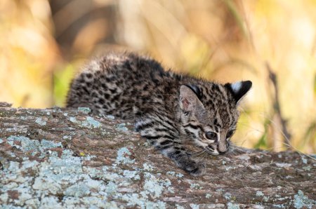 Téléchargez les photos : Chat de Geoffroy, Leopardus geoffroyi, dans l'environnement de la forêt de Calden, La Pampa, Argentine - en image libre de droit