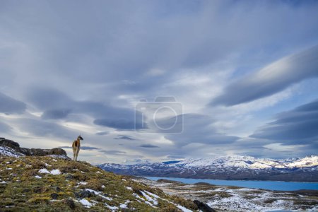 Téléchargez les photos : Parc national des Torres del Paine Paysage, Patagonie, Chili. - en image libre de droit