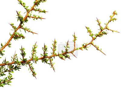 Téléchargez les photos : Piquilline, Feuilles et épines Plantes endémiques dans la forêt de Pampas, Patagonie, Argentine - en image libre de droit