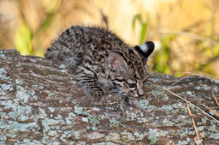 Téléchargez les photos : Chat de Geoffroy, Leopardus geoffroyi, dans l'environnement de la forêt de Calden, La Pampa, Argentine - en image libre de droit