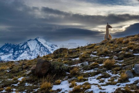 Foto de Parque Nacional Torres del Paine Paisaje, Patagonia, Chile. - Imagen libre de derechos