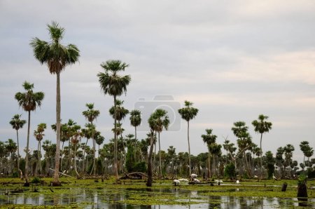 Téléchargez les photos : Paysage de palmiers dans le marais de La Estrella, province de Formosa, Argentine. - en image libre de droit