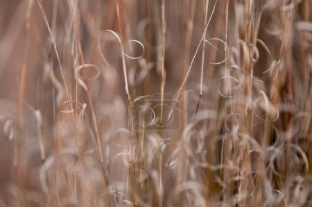 Photo for Grass texture abstract patterns, Exploring the Essence of Abstracted Grassland - Royalty Free Image