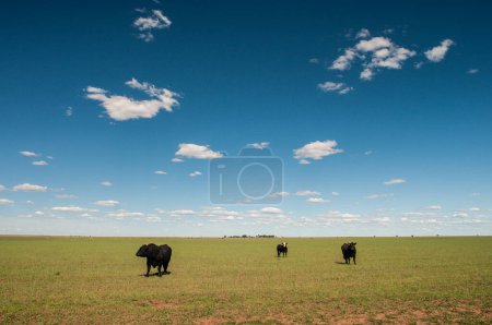 Photo for Cattle in the Pampas Countryside, Argentine meat production, La Pampa, Argentina. - Royalty Free Image