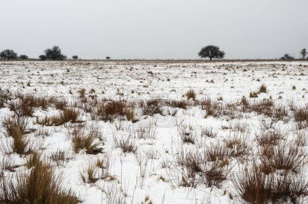 Téléchargez les photos : Paysage enneigé en milieu rural à La Pampa, Patagonie, Argentine. - en image libre de droit