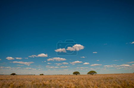 Foto de Paisaje de pampas, provincia de La Pampa, Patagonia, Argentina. - Imagen libre de derechos