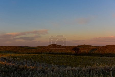 Photo for Pampas grass landscape, La Pampa province, Patagonia, Argentina. - Royalty Free Image