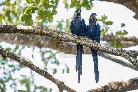 Téléchargez les photos : Aras jacinthe en milieu forestier, Forêt Pantanal, Mato Gros - en image libre de droit