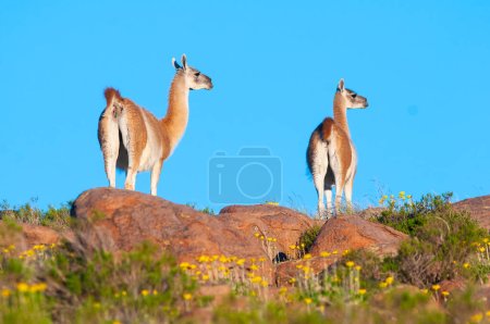 Photo for Guanacos in Lihue Calel National Park, La Pampa, Patagonia, Argentina. - Royalty Free Image