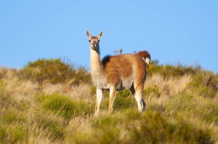 Guanacos im Lihue Calel Nationalpark, La Pampa, Patagonien, Argentinien.