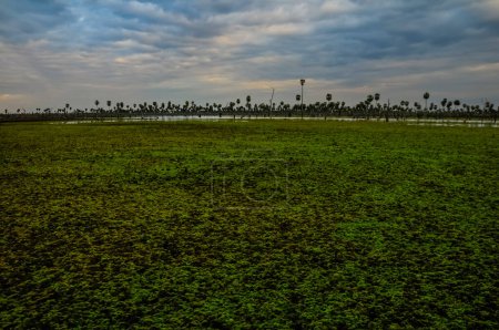 Foto de Paisaje de palmeras en La Estrella Marsh, provincia de Formosa, Argentina. - Imagen libre de derechos