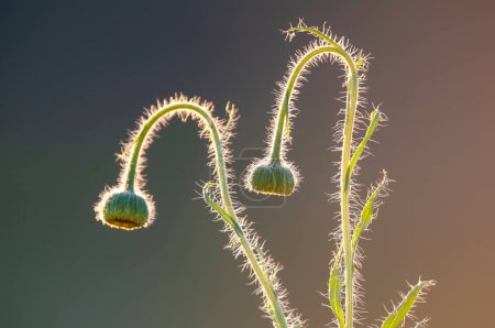Téléchargez les photos : Trichomes sur la tige d'une fleur sauvage avec un bourgeon, forêt de Calden, La Pampa Argentine - en image libre de droit