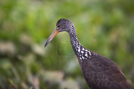 Photo for Limpkin in wetland environment,Pantanal Forest, Mato Grosso, Brazil. - Royalty Free Image