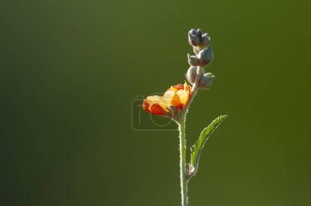 Téléchargez les photos : Fleurs sauvages dans un environnement semi désertique, Forêt de Calden, La Pampa Argentine - en image libre de droit