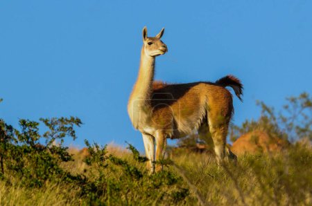 Téléchargez les photos : Guanacos dans le parc national de Lihue Calel, La Pampa, Patagonie, Argentine. - en image libre de droit