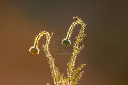 Téléchargez les photos : Trichomes sur la tige d'une fleur sauvage avec un bourgeon, forêt de Calden, La Pampa Argentine - en image libre de droit