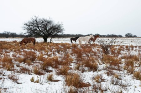 Téléchargez les photos : Chevaux dans un paysage enneigé en milieu rural à La Pampa, Patagonie, Argentine. - en image libre de droit