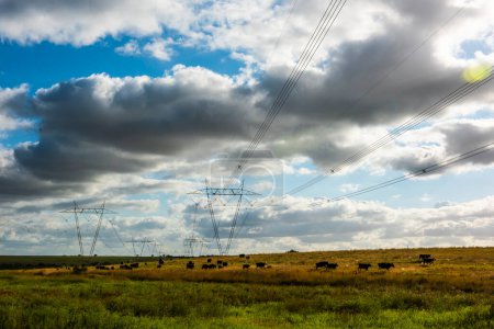 Téléchargez les photos : Vaches broutant dans la campagne argentine, sous une ligne électrique qui traverse - en image libre de droit