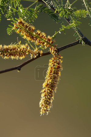 Foto de Calden Flower in Pampas forest environment, La Pampa Province, Patagonia, Argentina. - Imagen libre de derechos