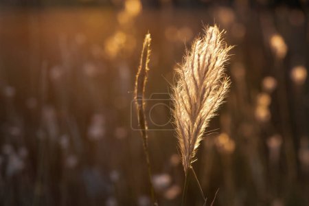 Photo for Grass texture abstract patterns, Exploring the Essence of Abstracted Grassland - Royalty Free Image