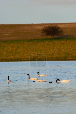 Photo for Black necked Swan swimming in a lagoon, La Pampa Province, Patagonia, Argentina. - Royalty Free Image