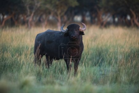 Photo for Water buffalo, Bubalus bubalis, species introduced in Argentina, La Pampa province, Patagonia. - Royalty Free Image