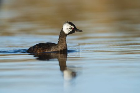 Photo for White tufted Grebe, La Pampa Province, Patagonia, Argentina - Royalty Free Image