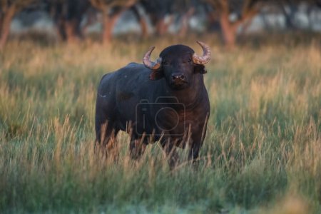 Photo for Water buffalo, Bubalus bubalis, species introduced in Argentina, La Pampa province, Patagonia. - Royalty Free Image