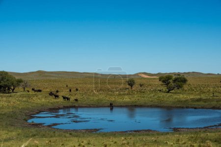 Photo for Water buffalo, Bubalus bubalis, in Pampasd Landscape,  La Pampa province, Patagonia. - Royalty Free Image