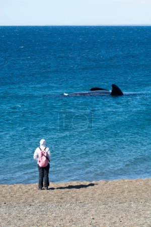 Téléchargez les photos : Touristes observant les baleines, observation depuis la côte - en image libre de droit